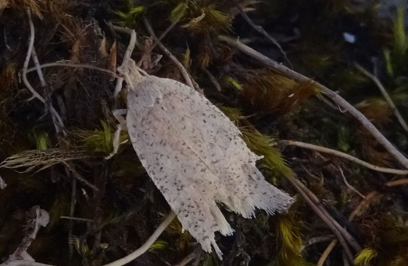 probabile: Agonopterix sp. - Elachistidae